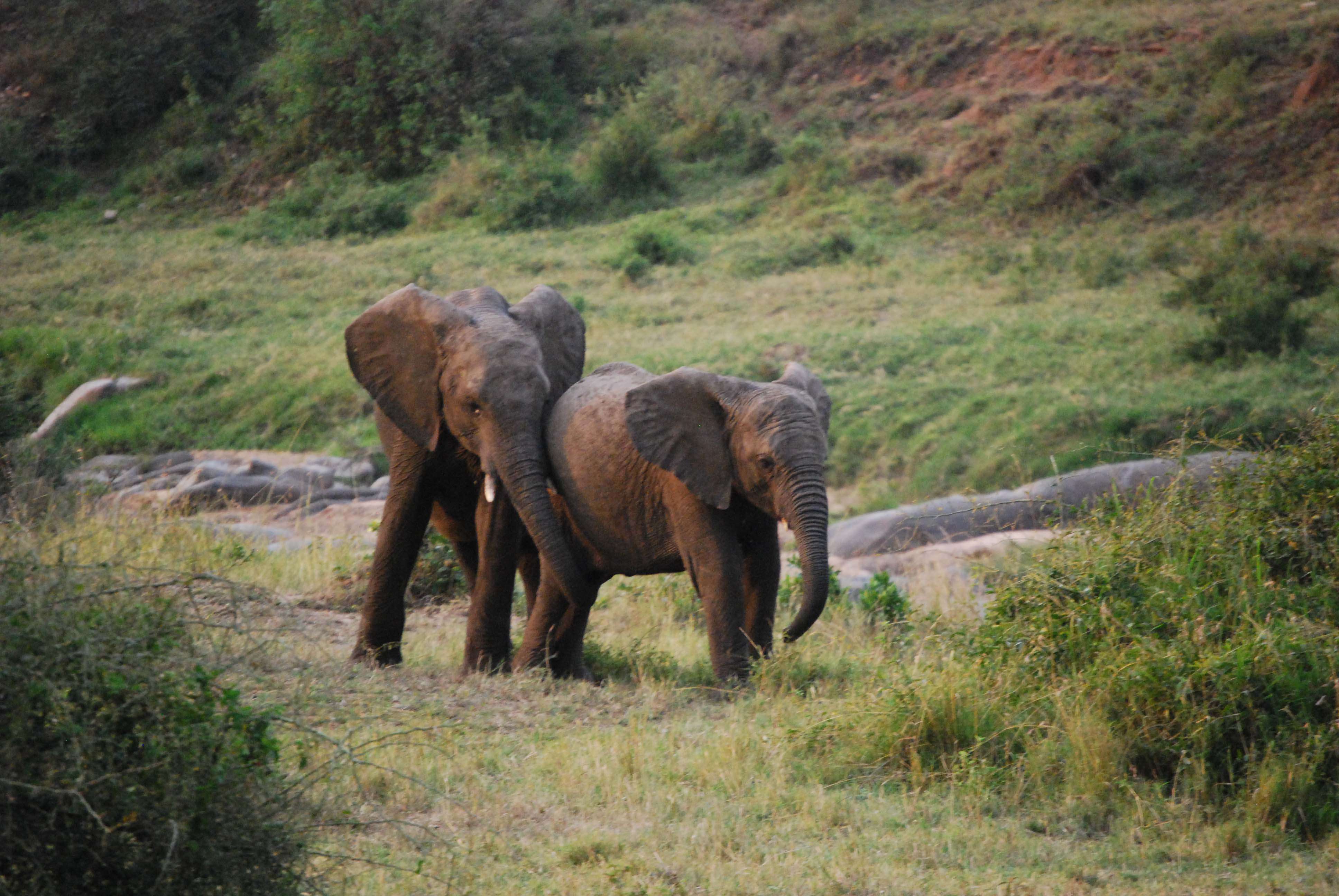 Nuestro primer safari - Regreso al Mara - Kenia (2)